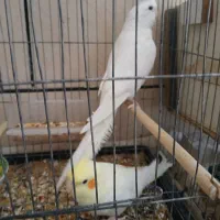 عروس هلندی