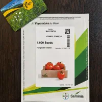 بذر گوجه فرنگی 4129 شرکت سمینس