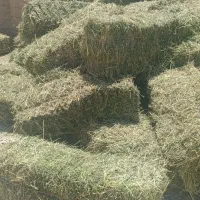 فروش یونجه عالی خشک خشک