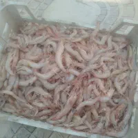 ب عنوان فورش