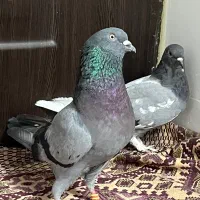کبوتر به شرط