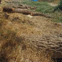 برش انواع چوب بید و صنوبر و باغی