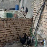 مرغ جوان