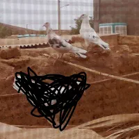 کفتر