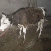 گوساله نر
