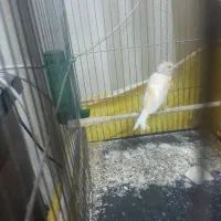 قناری نرو ماده