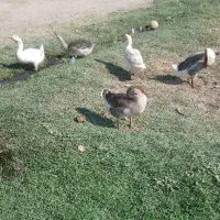 قو غاز