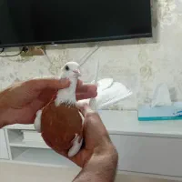 کبوتر ماده کاردرست