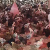 جوجه گلپایگان ۴۰روزه چهارصد گرم