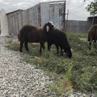 بره شیرمست