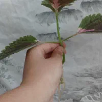 قلمه ریشه دار حسن یوسف