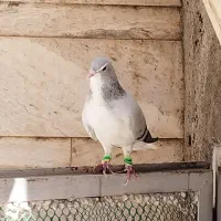 کبوتر ساده سبز نر