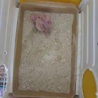 جوجه عروس