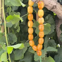 سندلوس رگه داروخشک تسبیح
