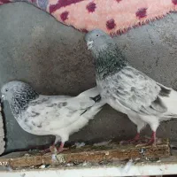 کبوترسپه