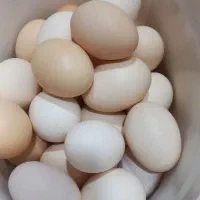 انواع محلیجات