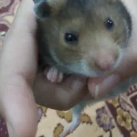 حیوان خانگی همستر