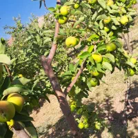 فروش سبب درجه یک
