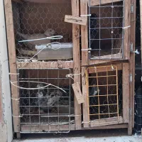 قفس کبوتر قیمت ۴۵۰ تومان