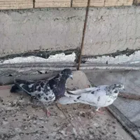 کبوتر سوسکی