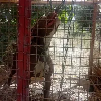 سگ پیتپول‌ ماده