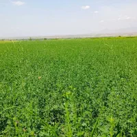 یک هکتار یونجه در شهرستان خداآفرین