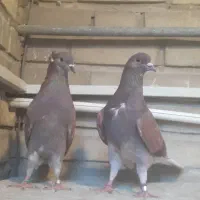 کفتر سرخ یک جفت نرو ماده