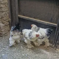 خروس برهما