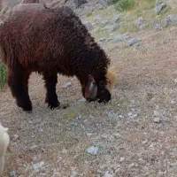 بره نر
