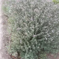نعناع برا عرق گیری