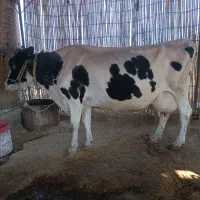 گاو و گوساله