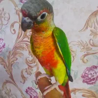 طوطی برزیلی گرینچیک دستی سخنگو نر+فیلم زنده