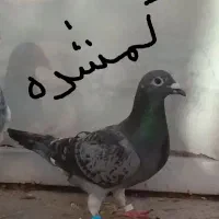 کبوتر ماده