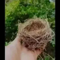 قناری نرمست ابلغ