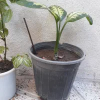 گل و گیاه طبیعی اصل