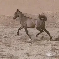 اسب