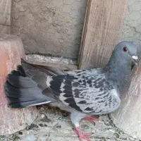 کبوتر پلاکی