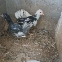 نیمچه گلین ریشی چهل تاج