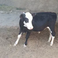 گوساله