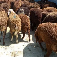 بره