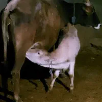 گاو و گوساله همدانی با بز داشتی معاوضه دارم