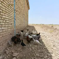 مرغ وغاز