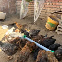 جوجه مرغ خروس نیمچه درشت