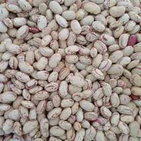 لوبیا چیتی تازه