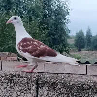کبوتر دوبال اهوازی کاکلی