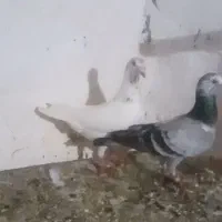 کفتر|پرنده|کلاله, |دیوار