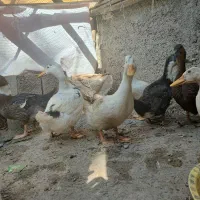 7عدد اردک