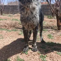 توله قدرجونی