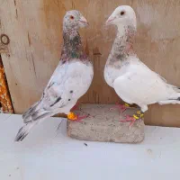 ۷ عدد سار هفترنگ عطیقه