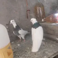 کبوتر